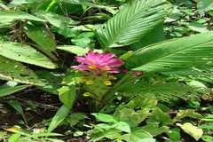 Curcuma pseudomontana